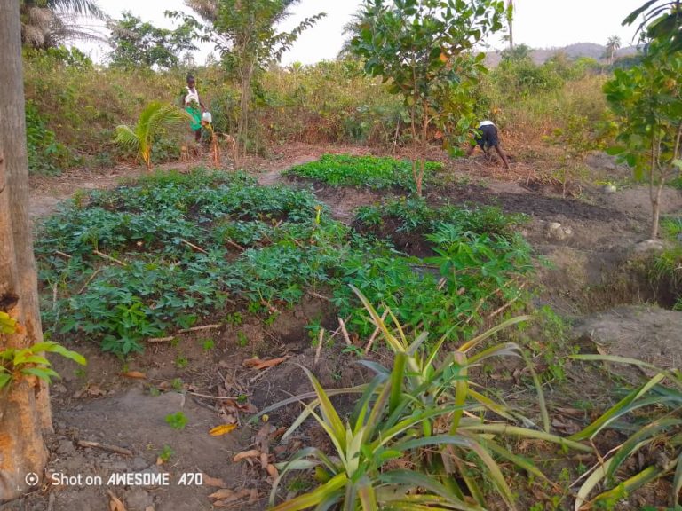 Photo from The EKMOI Garden: Growing Fresh Food and Healthier Futures