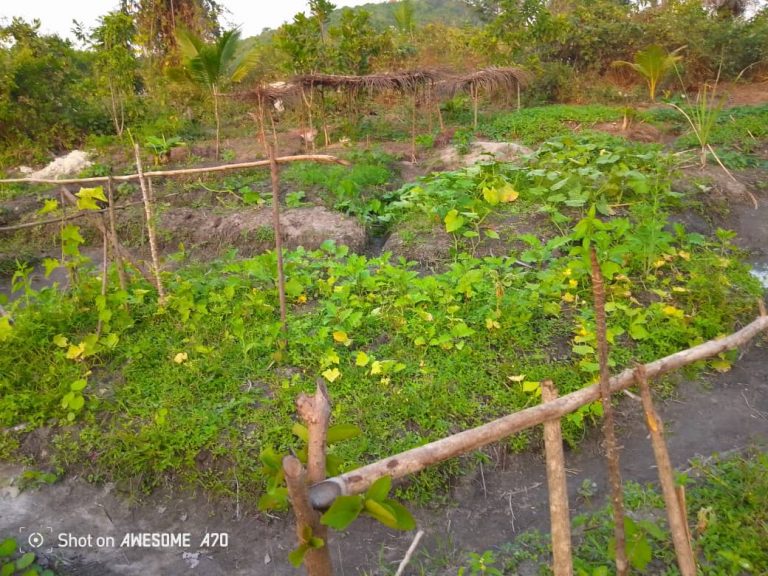 Photo from The EKMOI Garden: Growing Fresh Food and Healthier Futures
