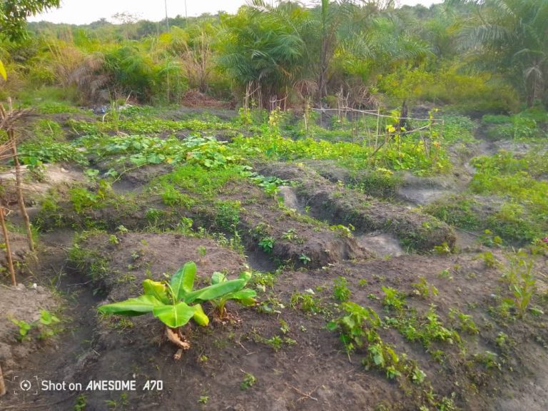 Photo from The EKMOI Garden: Growing Fresh Food and Healthier Futures