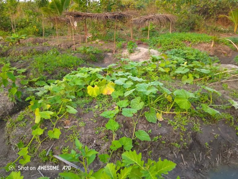 Photo from The EKMOI Garden: Growing Fresh Food and Healthier Futures