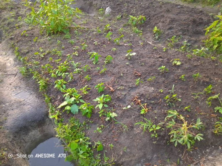 Photo from The EKMOI Garden: Growing Fresh Food and Healthier Futures