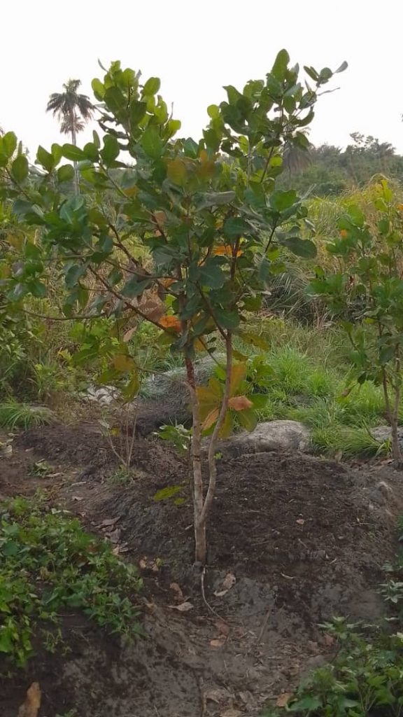 Photo from The EKMOI Garden: Growing Fresh Food and Healthier Futures