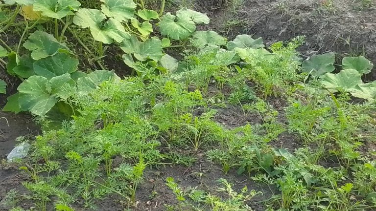 Photo from The EKMOI Garden: Growing Fresh Food and Healthier Futures