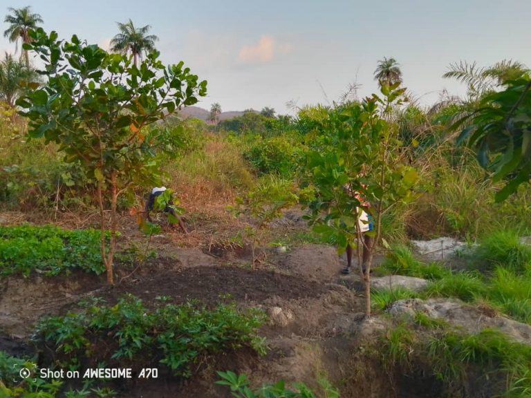 Photo from The EKMOI Garden: Growing Fresh Food and Healthier Futures