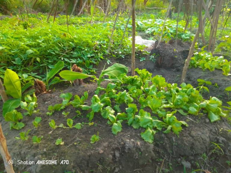 Photo from The EKMOI Garden: Growing Fresh Food and Healthier Futures