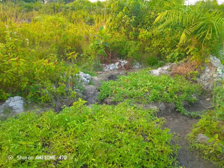 Photo from The EKMOI Garden: Growing Fresh Food and Healthier Futures
