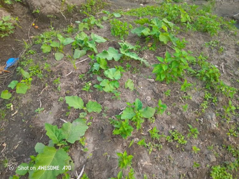 Photo from The EKMOI Garden: Growing Fresh Food and Healthier Futures