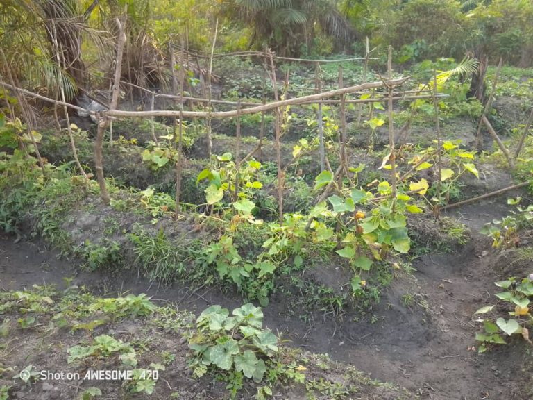 Photo from The EKMOI Garden: Growing Fresh Food and Healthier Futures