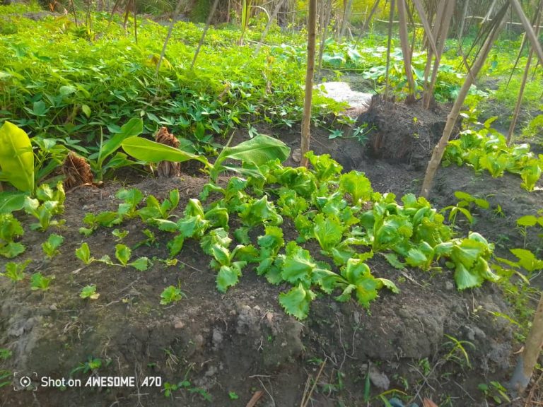 Photo from The EKMOI Garden: Growing Fresh Food and Healthier Futures