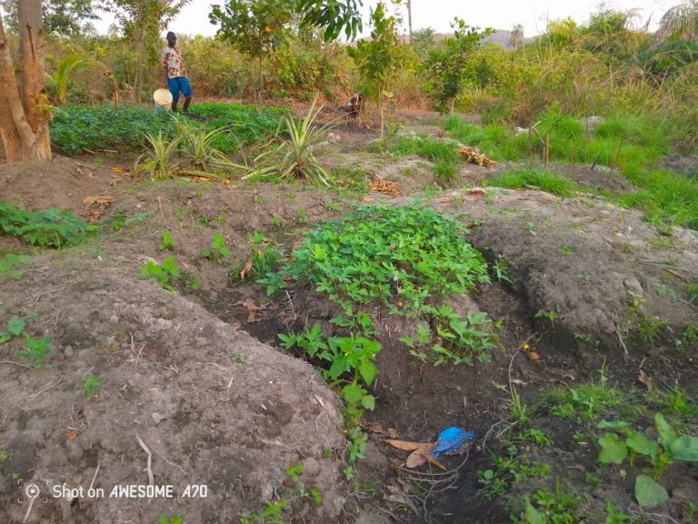 Photo from The EKMOI Garden: Growing Fresh Food and Healthier Futures