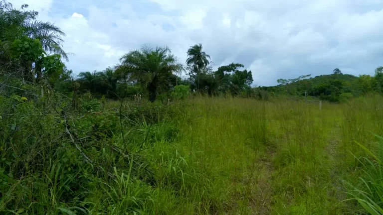 Photo from New Purchased Land