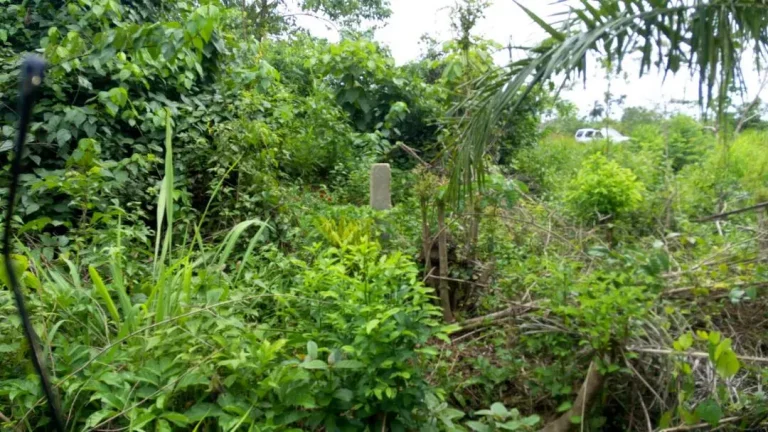 Photo from New Purchased Land