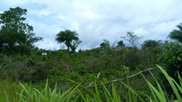 Photo from New Purchased Land