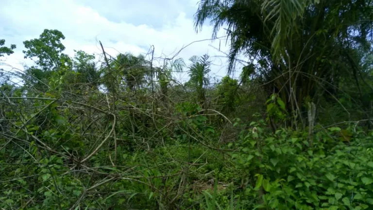 Photo from New Purchased Land