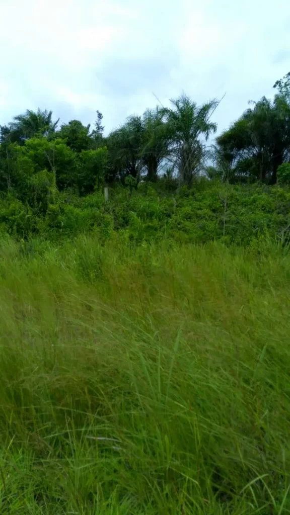 Photo from New Purchased Land