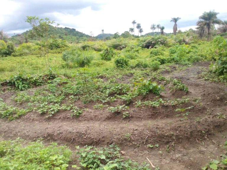 Photo from The EKMOI Garden: Growing Fresh Food and Healthier Futures