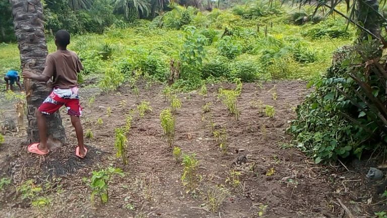 Photo from The EKMOI Garden: Growing Fresh Food and Healthier Futures