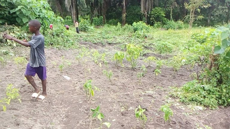 Photo from The EKMOI Garden: Growing Fresh Food and Healthier Futures