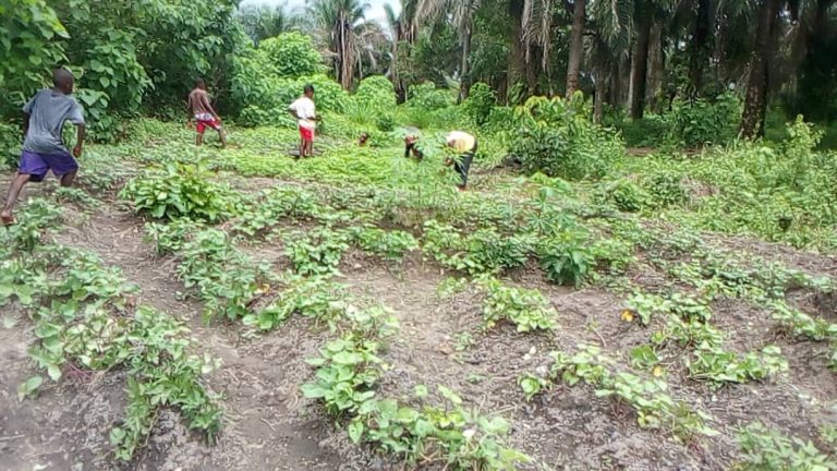 Photo from The EKMOI Garden: Growing Fresh Food and Healthier Futures