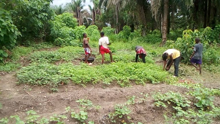 Photo from The EKMOI Garden: Growing Fresh Food and Healthier Futures