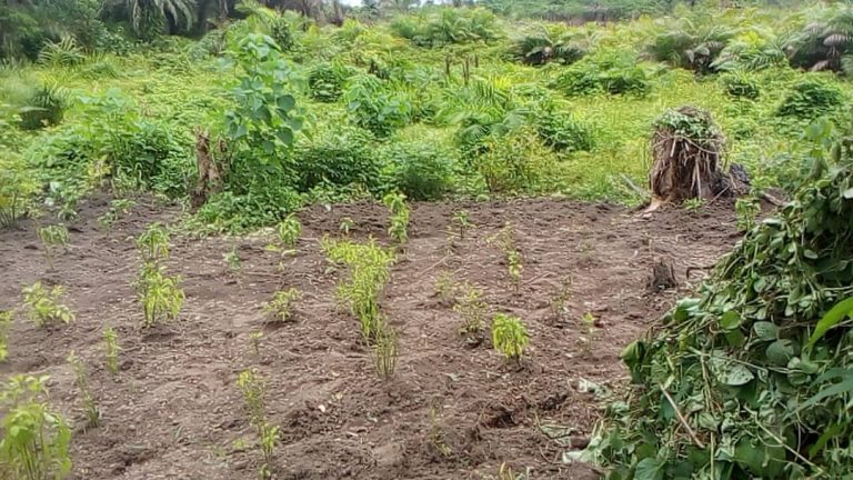 Photo from The EKMOI Garden: Growing Fresh Food and Healthier Futures
