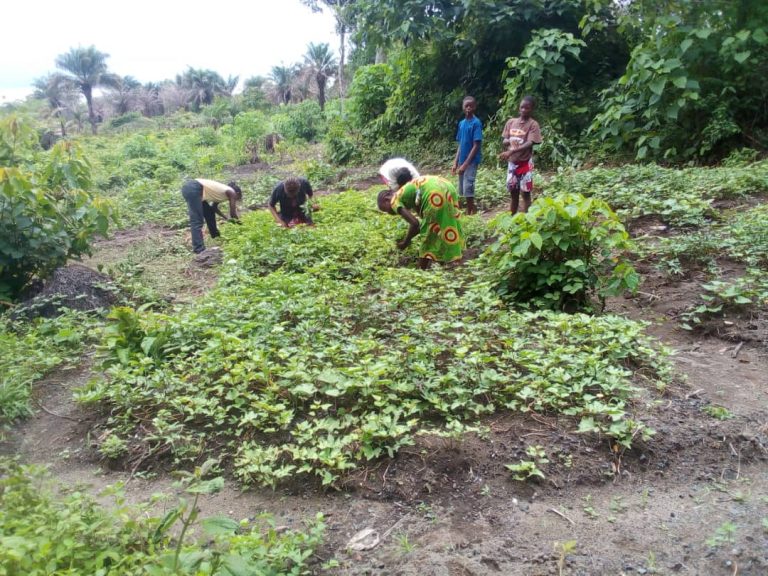 Photo from The EKMOI Garden: Growing Fresh Food and Healthier Futures