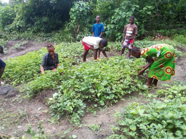 Photo from The EKMOI Garden: Growing Fresh Food and Healthier Futures