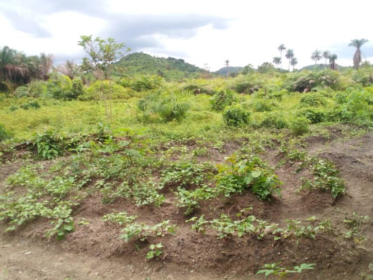 Photo from The EKMOI Garden: Growing Fresh Food and Healthier Futures