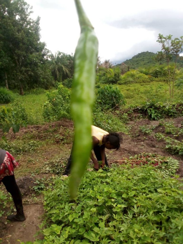 Photo from The EKMOI Garden: Growing Fresh Food and Healthier Futures