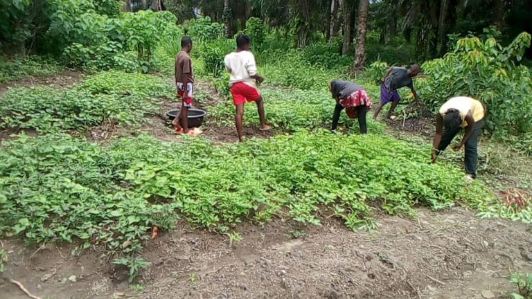 Photo from The EKMOI Garden: Growing Fresh Food and Healthier Futures