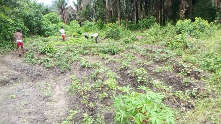 Photo from The EKMOI Garden: Growing Fresh Food and Healthier Futures