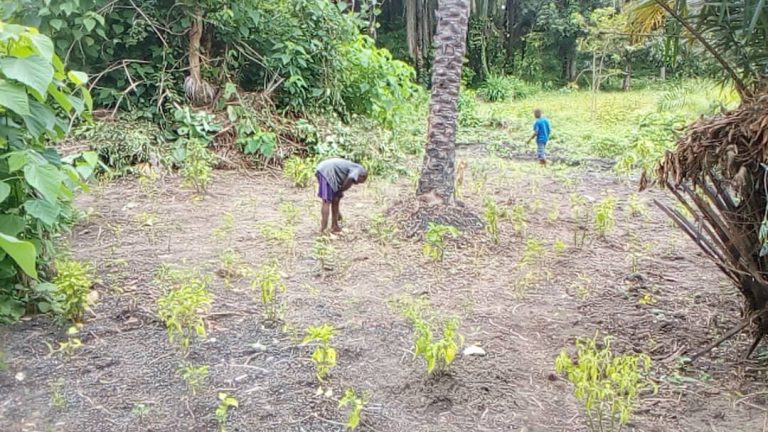Photo from The EKMOI Garden: Growing Fresh Food and Healthier Futures