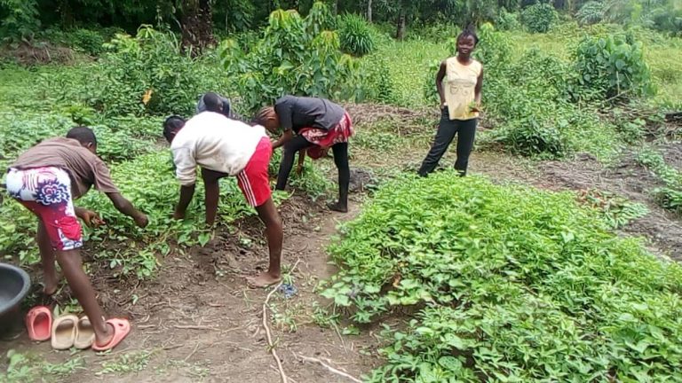 Photo from The EKMOI Garden: Growing Fresh Food and Healthier Futures