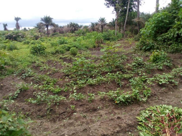 Photo from The EKMOI Garden: Growing Fresh Food and Healthier Futures