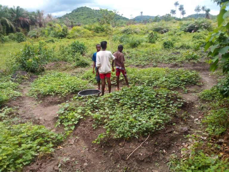 Photo from The EKMOI Garden: Growing Fresh Food and Healthier Futures