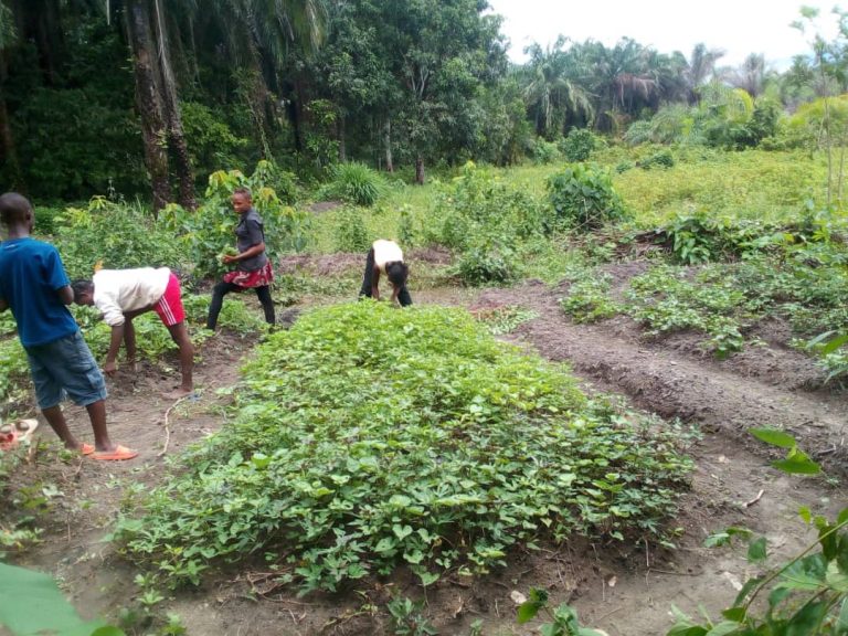 Photo from The EKMOI Garden: Growing Fresh Food and Healthier Futures