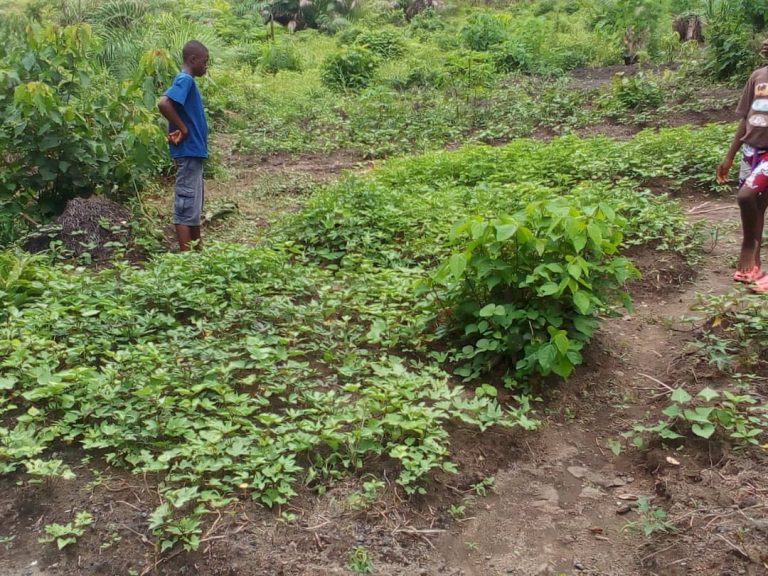 Photo from The EKMOI Garden: Growing Fresh Food and Healthier Futures