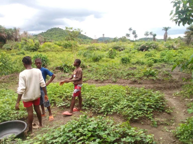Photo from The EKMOI Garden: Growing Fresh Food and Healthier Futures