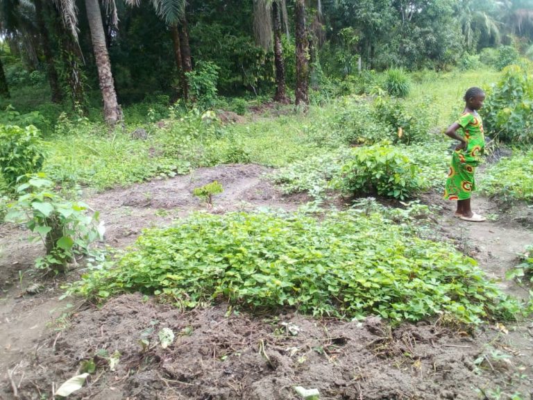 Photo from The EKMOI Garden: Growing Fresh Food and Healthier Futures