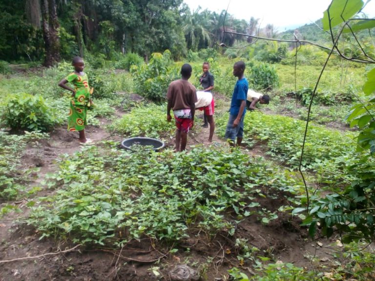 Photo from The EKMOI Garden: Growing Fresh Food and Healthier Futures