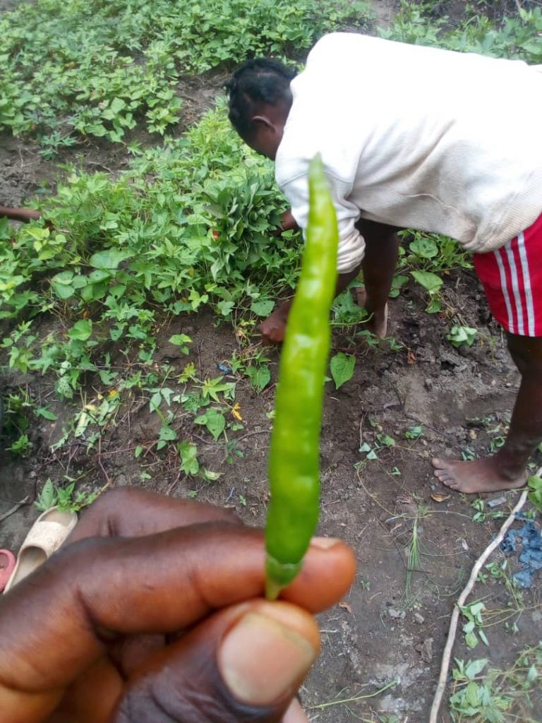 Photo from The EKMOI Garden: Growing Fresh Food and Healthier Futures