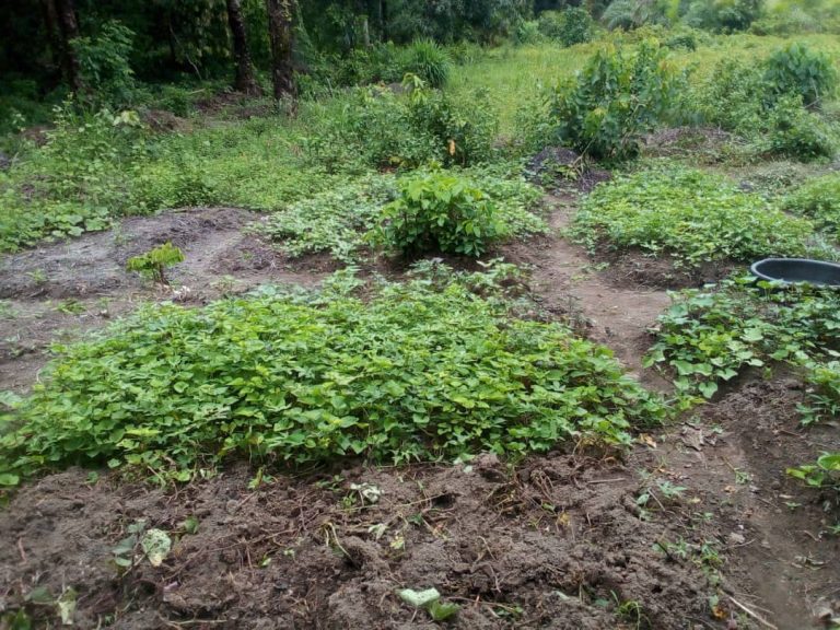 Photo from The EKMOI Garden: Growing Fresh Food and Healthier Futures