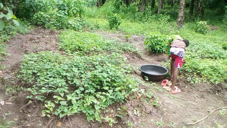 Photo from The EKMOI Garden: Growing Fresh Food and Healthier Futures